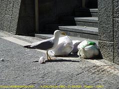 104 - A caccia di cibo